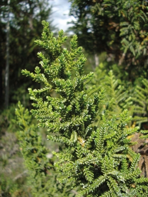 Alerce tree's short leafed bushy branches